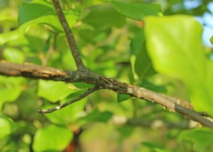 Cicada Damage Close-up
