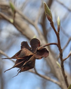 Stewartia seed head