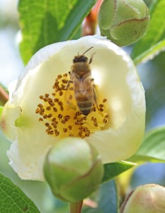 Honeybee enjoying the Stewartia.