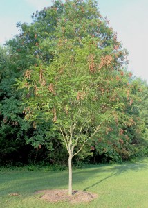 Yellowood with Cicada Damage