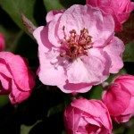 Brandywine Crabapple flower detail