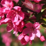 Prairiefire crabapple flower