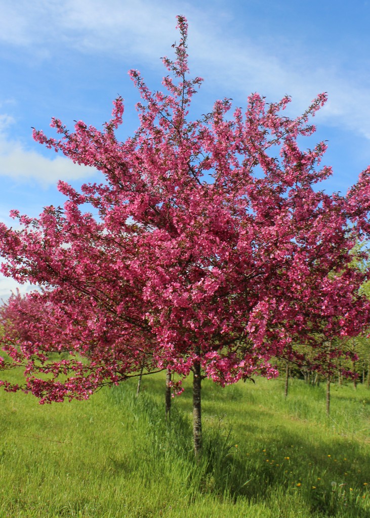 Prairiefire crabapple full tree