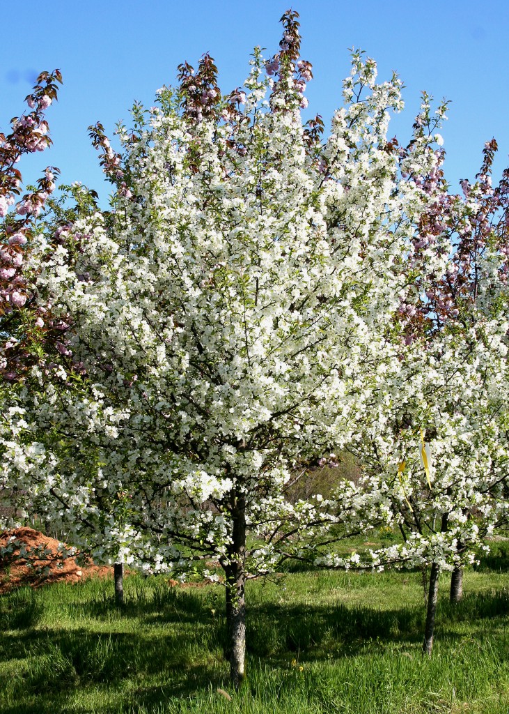 Snowdrift Crabapple flowering copy 1