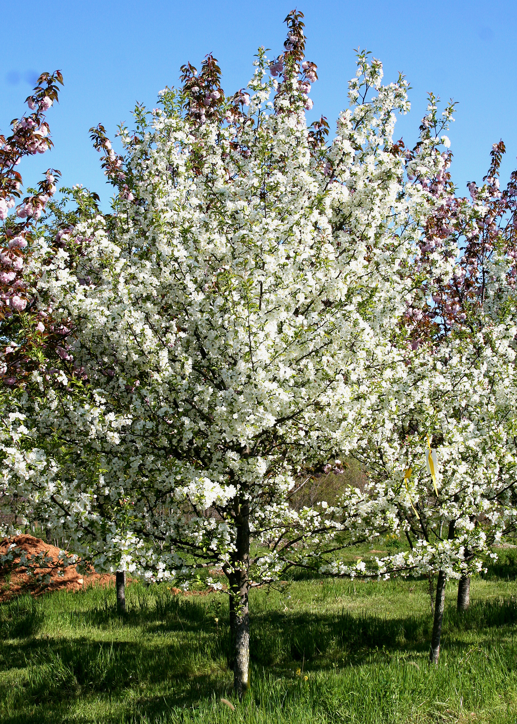 What Is The Prettiest Crabapple Tree