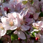 Brandywine Crabapple