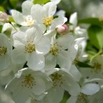 snowdrift flower detail