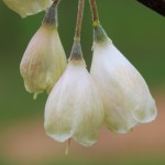 Carolina Silverbell flower detail pic two