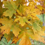 Legacy Sugar Maple foliage