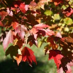 Sun Valley Red Maple