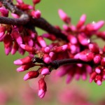 Appalachian Red Redbud