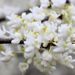 White Redbud