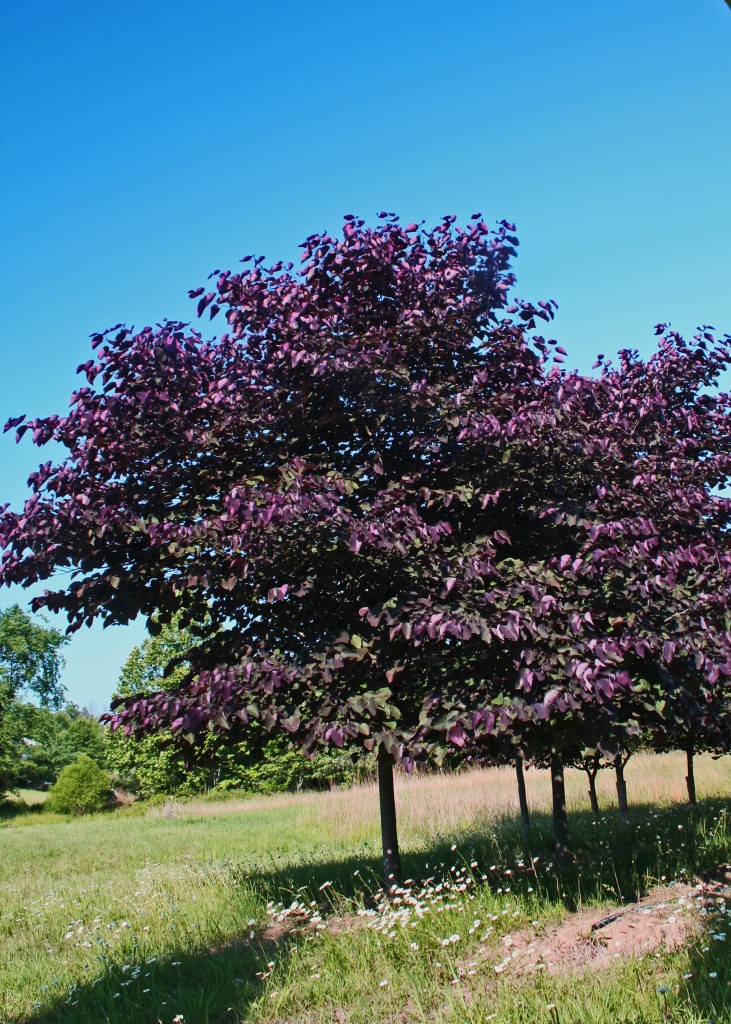 Forest Pansy Redbud