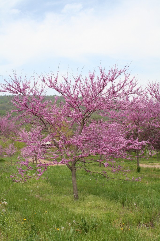 Redbud