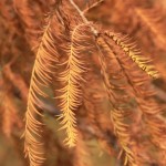 Bald Cypress