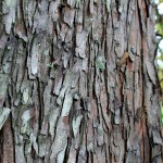 Bald Cypress bark