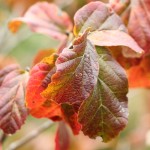 Parrotia leaf detail fall