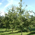 Shingle Oak entire