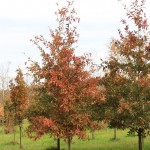 Shingle Oak fall color