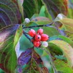 White Dogwood berry detail w flower buds