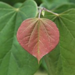 app red redbud leaf