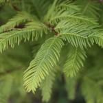 Dawn Redwood detail