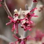 Amethyst Witch hazel