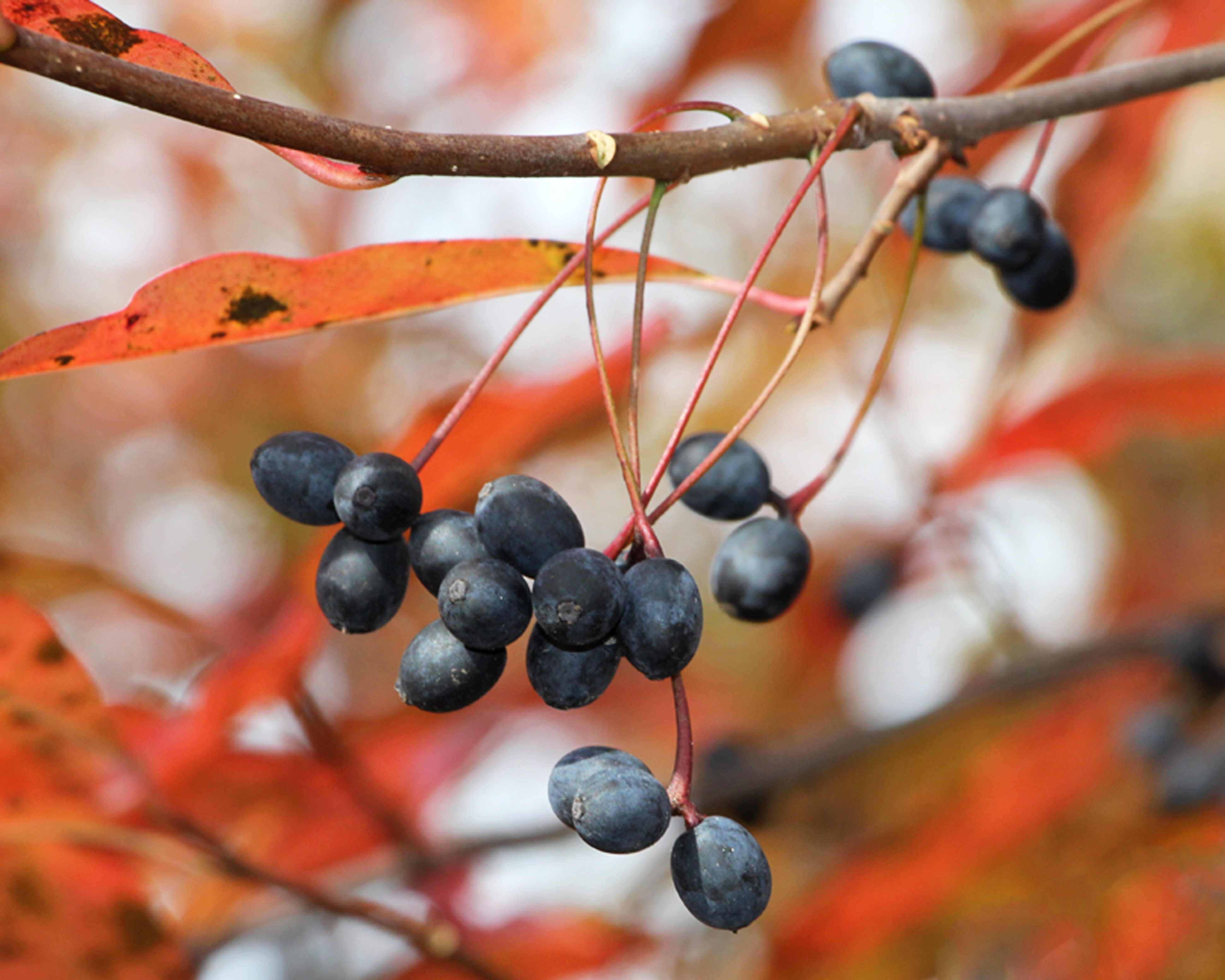 Black Gum Shade Tree Farm