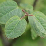 Katsura leaf detail