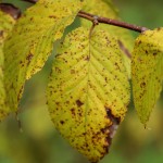 Sweet birch leaf detail