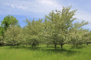 Winter King Hawthorn