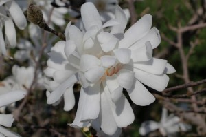 Magnolia