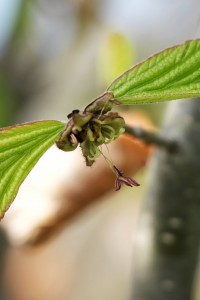 Parrotia