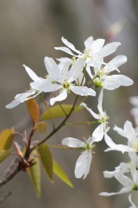 Serviceberry